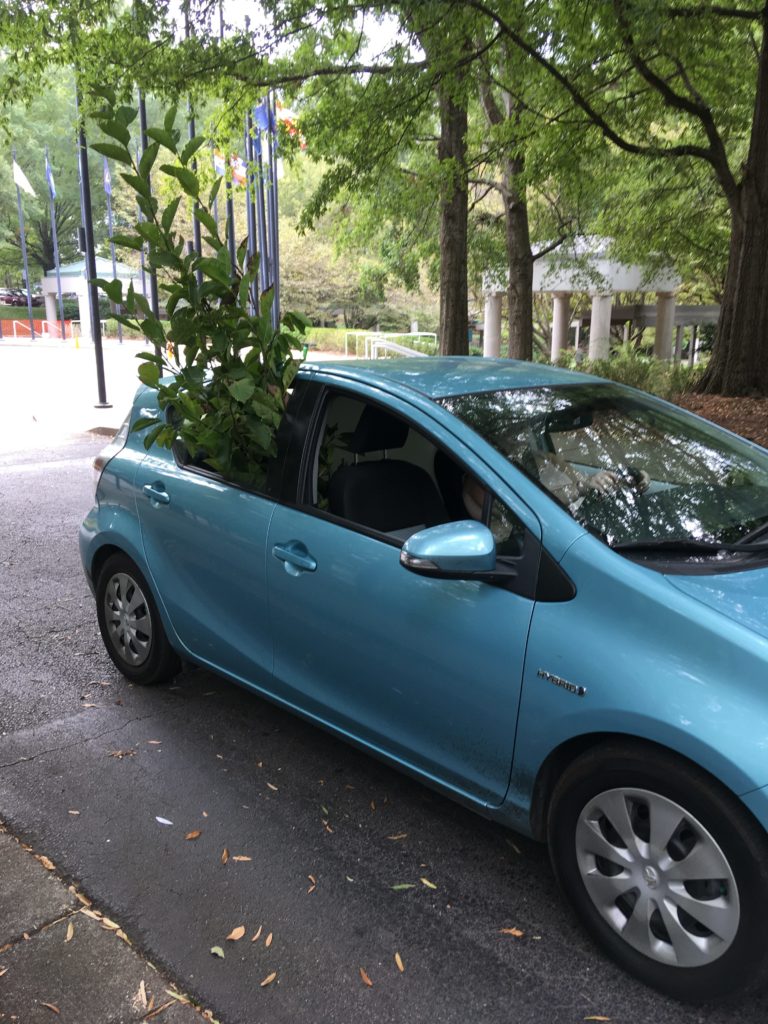 A teal compact car sits with two thirds of the magnolia tree sticking straight up and out from the rear passenger window.